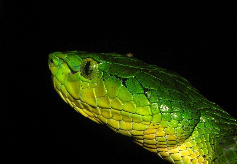 File:Trimeresurus macrolepis head.jpg