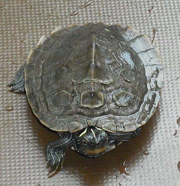 File:Turtle vdg.jpg