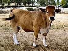 a tawny-coloured cow with light extremities and a black nose.