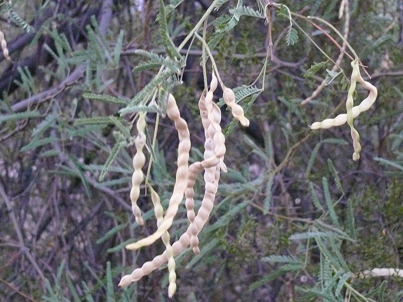 File:Velvet mesquite pods.JPG