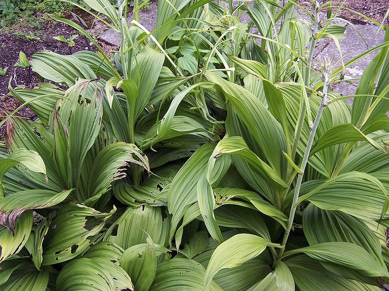 File:Veratrum nigrum 001.jpg