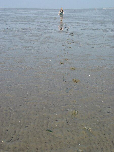 File:Wadden Sea Wilhelmshaven.jpg