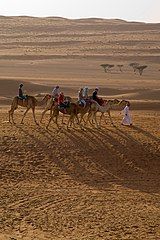 Tourists riding camels in the Wahiba Sands