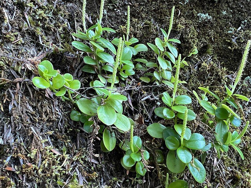 File:Wharanui, Peperomia urvilleana.jpg