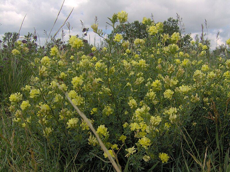 File:YellowPrairieFlower.jpg