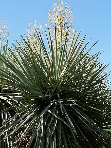 File:Yucca rigida closer.jpg