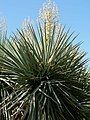 Yucca rigida