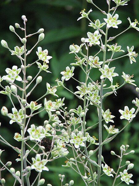 File:Zigadenus elegans (19687913492).jpg