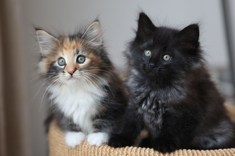 File:2 Kittens.jpg