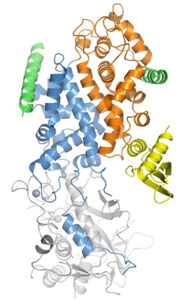 File:5b16 drosha dgcr8.png