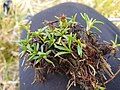 Close-up and root system of A. caespitosa