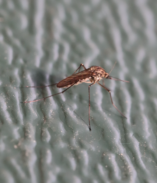 File:Aedes pionips.png