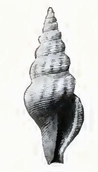 File:Agladrillia benjamini 001.jpg