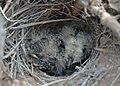 Raso lark chicks