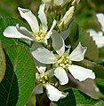 Amelanchier utahensis