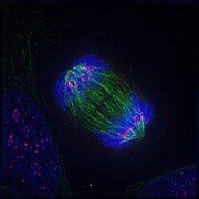 Anaphase: Kinetochore microtubules pull the two sets of chromosomes apart, and lengthening polar microtubules push the halves of the dividing cell further apart, while chromosomes are condensed maximally.