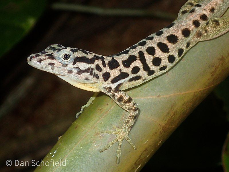 File:Anolis sabanus 169199246.jpg