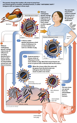 Antigenic shift