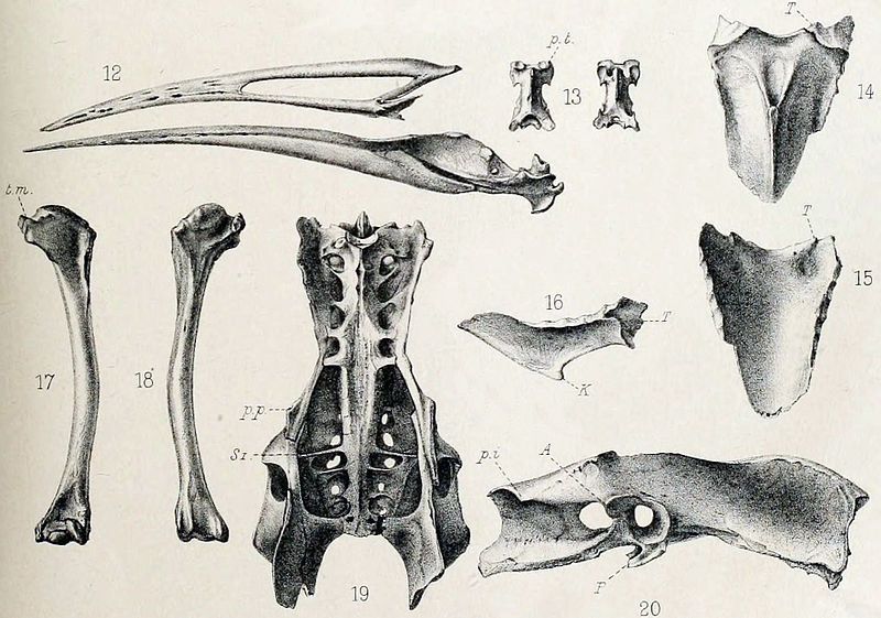 File:Aphanapteryx broeckei.jpg