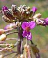 Arabis perennans