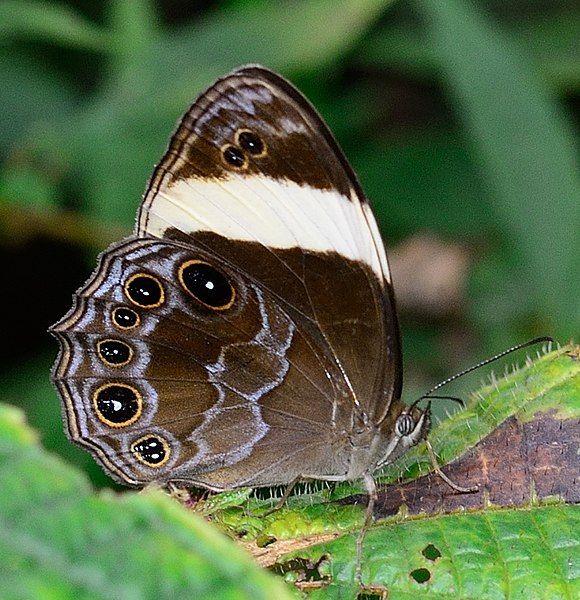 File:Banded Treebrown.jpg