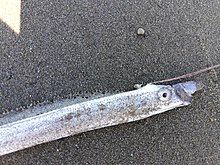 Benham's streamerfish