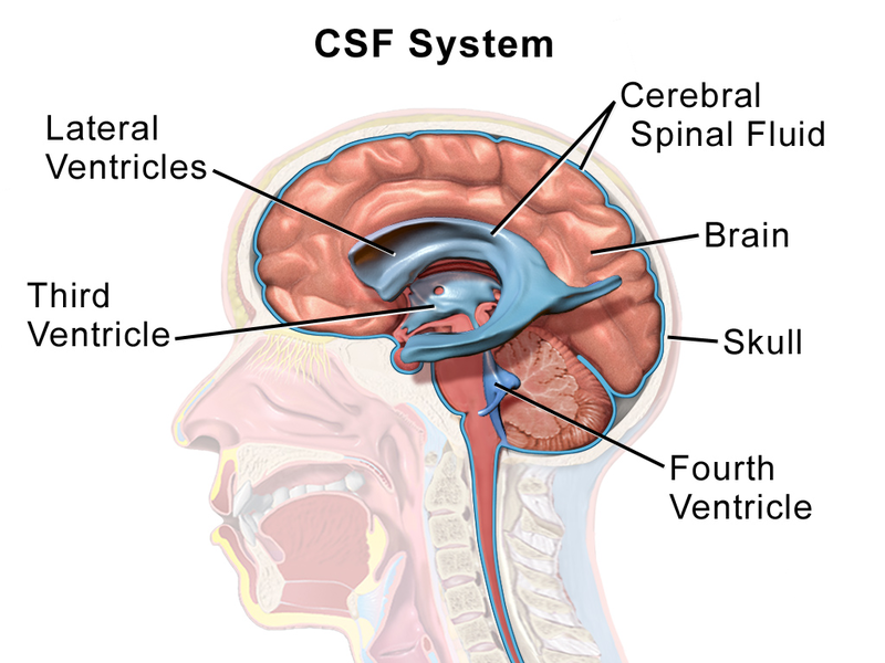 File:Blausen 0216 CerebrospinalSystem.png