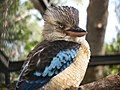 Male at Adelaide Zoo