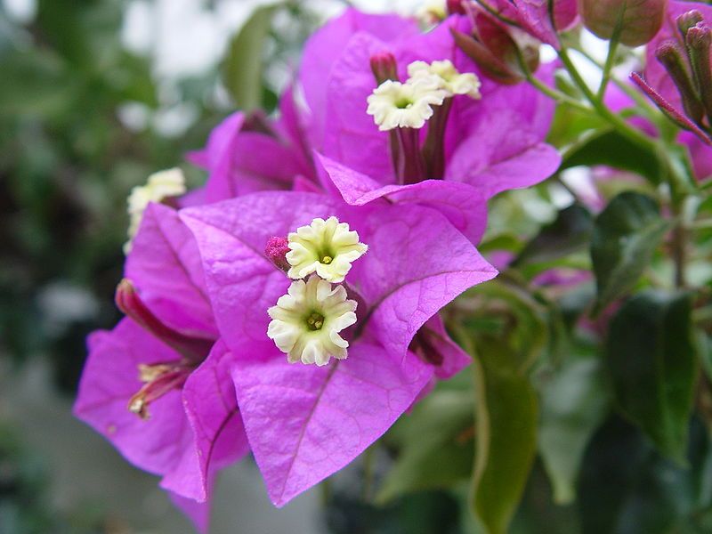 File:Bougainvillea glabra.JPG