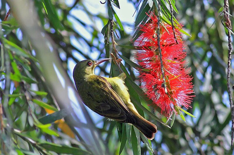 File:Brown-throated Sunbird female.jpg