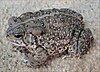 Woodhouse's toad