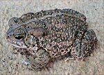 Woodhouse's toad (Anaxyrus woodhousii)