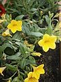 Calibrachoa yellow cultivar