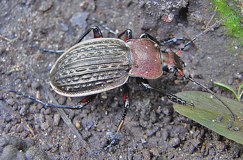 File:Carabus cancellatus side.jpg