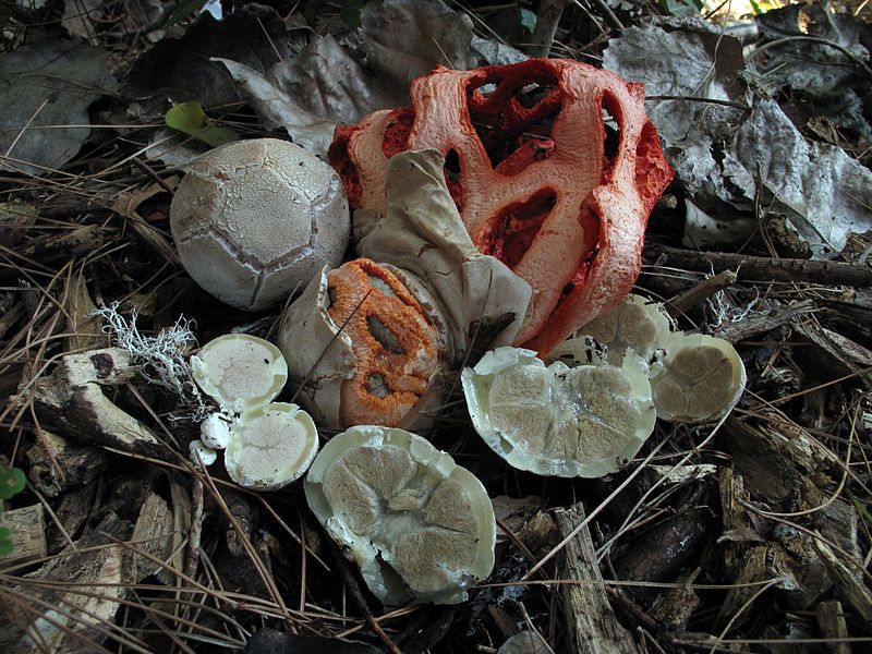 File:Clathrus ruber 125338.jpg