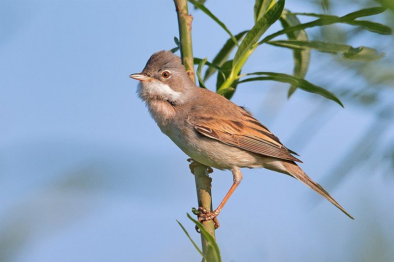 File:Common Whitethroat.jpg