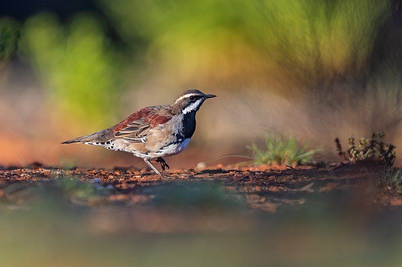 File:Copperback Quail-thrush 0A2A4442.jpg