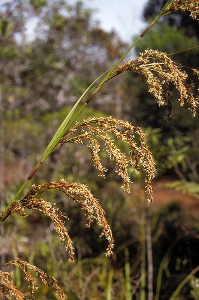 File:Costularia sp. (scott.zona).jpg