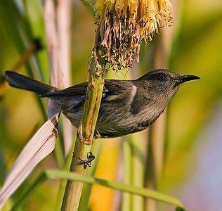 Crescent honeyeater, by JJ Harrison (edited by Fir0002)