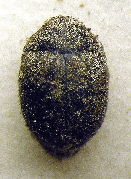 File:Curimopsis cyclolepidia.jpg