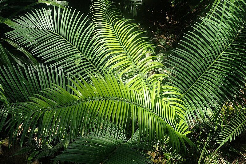 File:Cycas balansae kz1.jpg