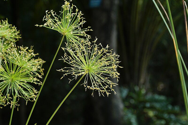 File:Cyperus prolifer 8324.jpg