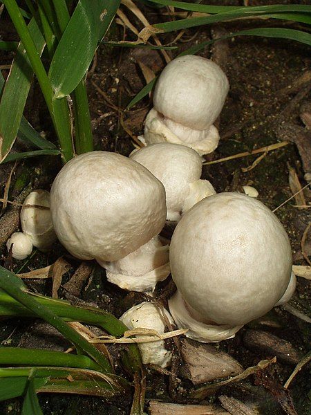 File:Destroying Angel.jpg