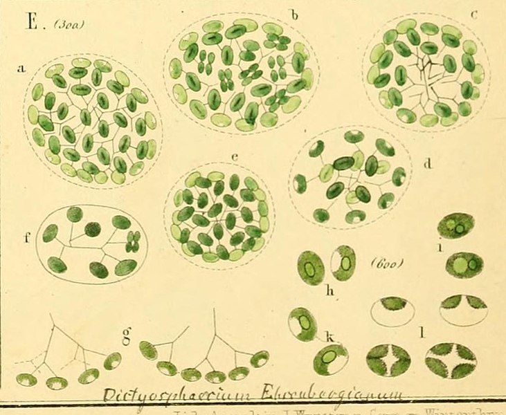 File:Dictyosphaerium ehrenbergianum.jpg