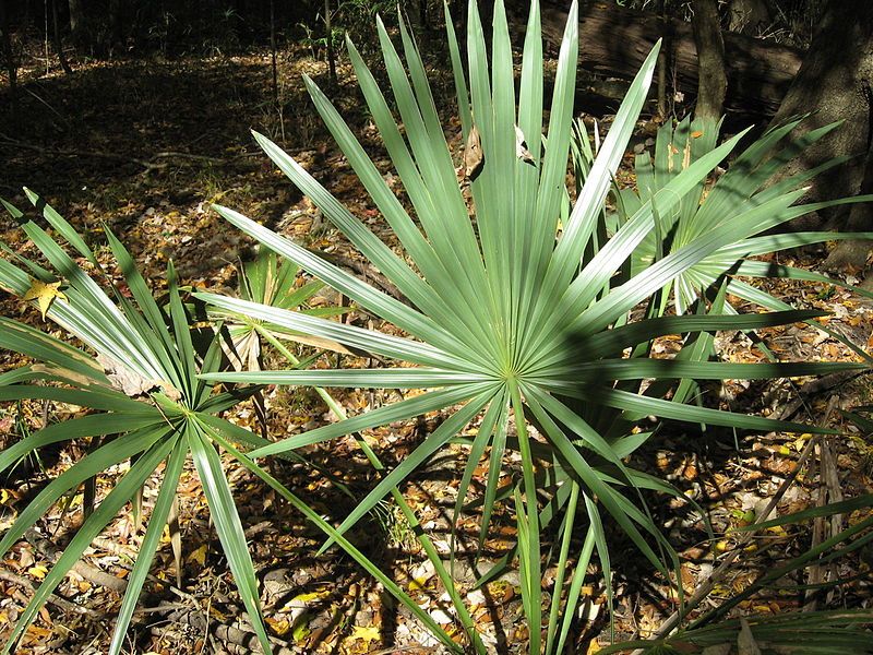 File:Dwarf Palmetto (10562472575).jpg