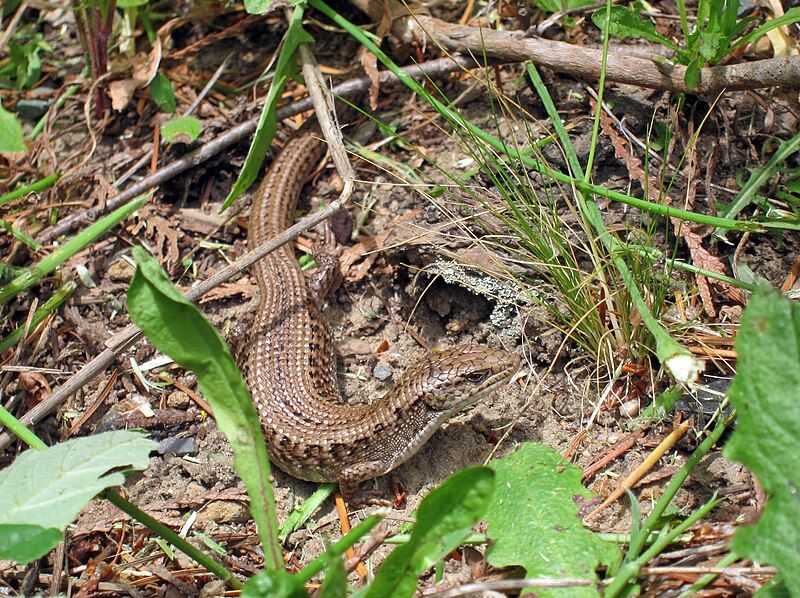 File:Elgaria coerulea principis.jpg