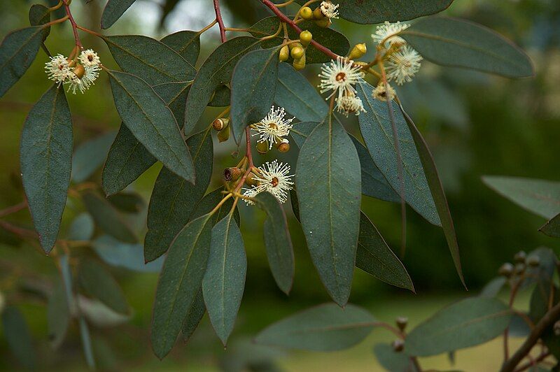 File:Eucalyptus gunni flowers.jpg