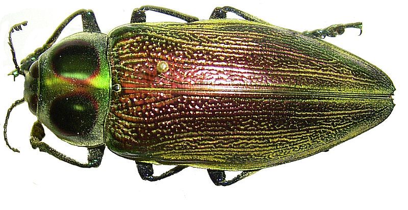 File:Euchroma gigantea 2.jpg