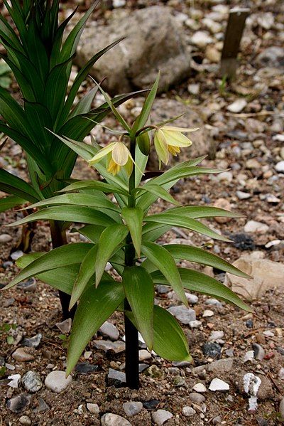 File:Fritillaria-radema-habitus.jpg