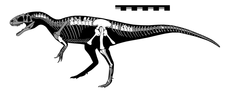 File:Gasosaurus skeletal.png